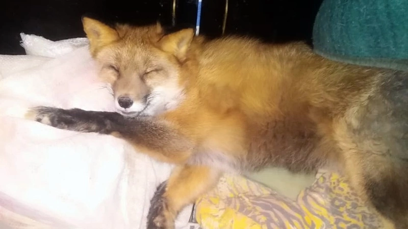 Хозяйку спасенного на Сахалине лысого лиса Мони хотят лишить жилья