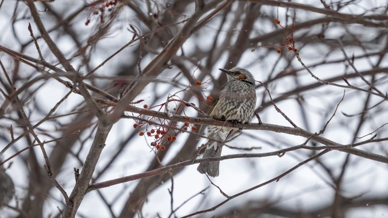 Небольшие дожди ожидают на территории Сахалинской области 27 марта 