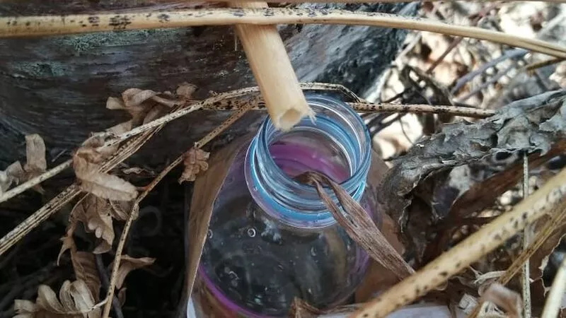 Сахалинцы начали добывать березовый сок