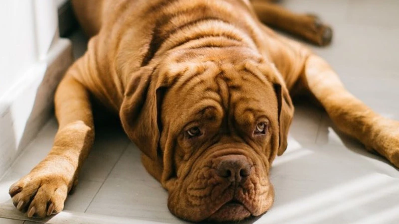 Сахалинскую собаку-блогера почти месяц лечили от рака, которого у нее нет