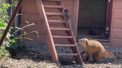 Видеофакт: детеныши носухи впервые вышли на солнце в зоопарке Сахалина 