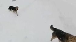 Стая бродячих собак около «Горного воздуха» попала на видео
