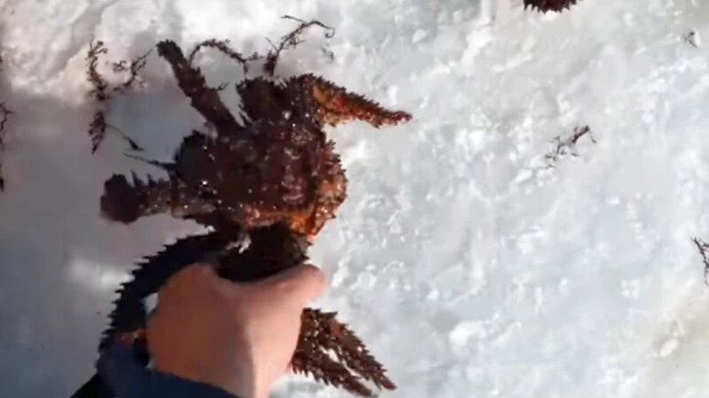 Сахалинский блогер обнаружил на дне водоема полчища крабов