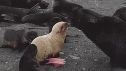 Морской котик-альбинос попал в объектив камеры сахалинского фотографа