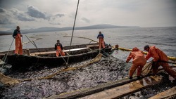 Рыбакам Сахалинской области во второй раз увеличили квоту на вылов лосося