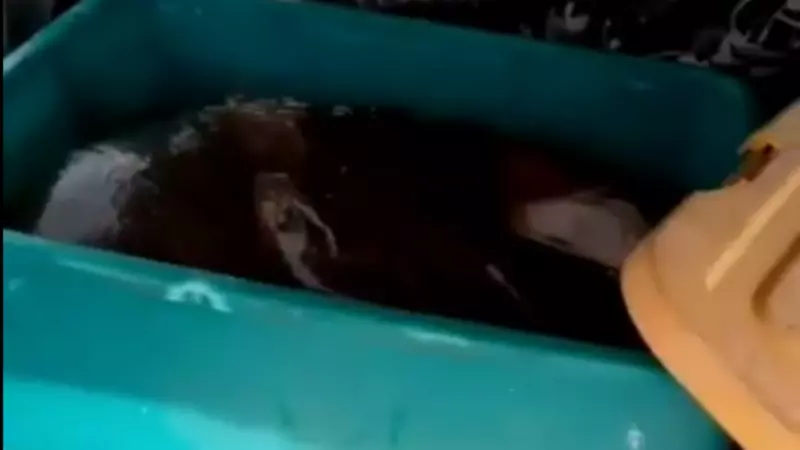 Машину камбалы вывез рыбак с моря на юге Сахалина