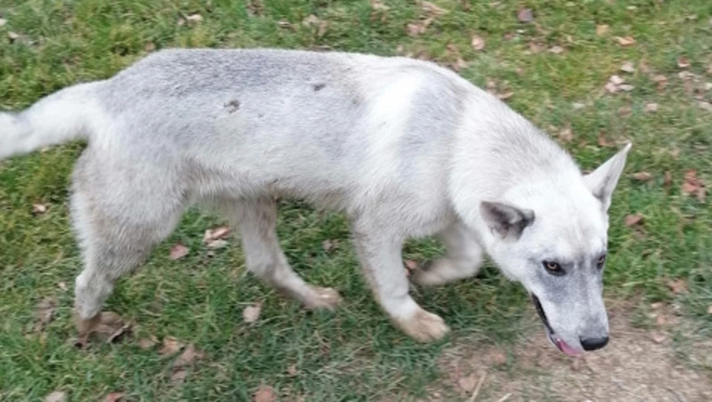 Пожилая женщина прикормила стаю агрессивных собак в Южно-Сахалинске