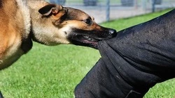 В Сахалинской области количество нападений бродячих собак на людей выросло в 5 раз за 6 лет