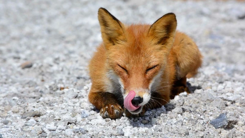 Заповеднику «Курильский» исполнился 41 год