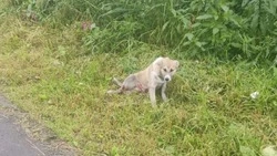 В Поронайске водитель скорой помощи переехал бродячего щенка