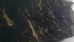 Море рыбы: берега Сахалина кишат навагой