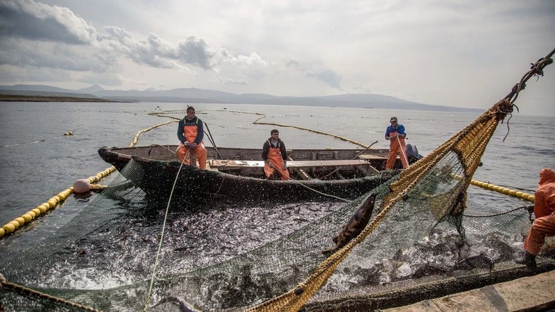 Неоднозначные оценки одной путины. На Сахалине подвели итоги лососёвой страды