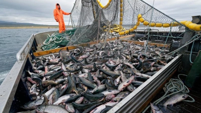 ВНИРО: промысловики Сахалинской области удерживают третье место по добыче лососевых