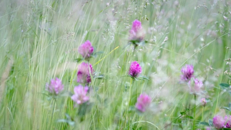 Солнце на юге и дожди на севере Сахалинской области прогнозируют синоптики 29 июня
