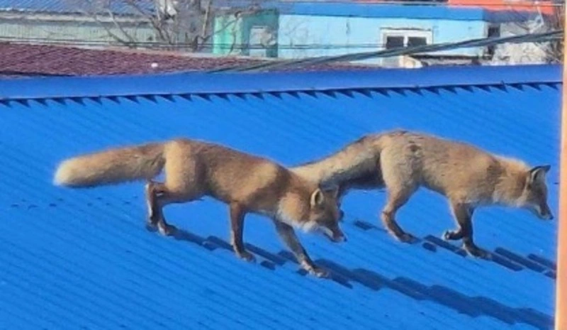 Двух гуляющих по крыше лис заметили в центре Южно-Курильска