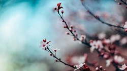 Тепло до +15 и слабый ветер: точный прогноз погоды на Сахалине и Курилах 2 мая