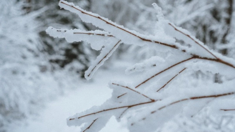 Ждем сильных морозов? Прогноз погоды на первую рабочую неделю в 2024 году