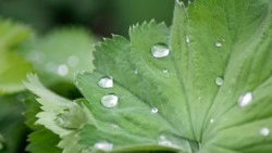 Слабый дождь в обед и до +20 градусов прогнозируют синоптики в Южно-Сахалинске 20 сентября