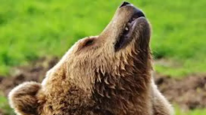 Медведя - посетителя столовой нефтяной компании на Сахалине отстрелили и закопали