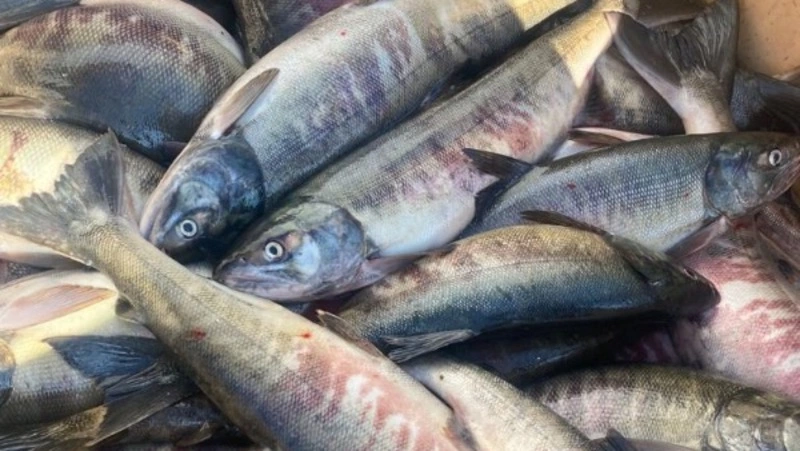 Кету по социальным ценам привезли в Невельск и Холмск утром 8 сентября 