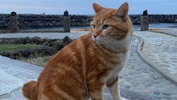 Знаменитый кот Кеша встретил туристов на Курилах