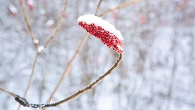 Теплая погода без осадков будет в Южно-Сахалинске 29 января