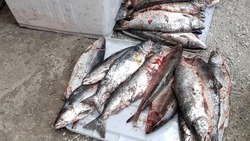 Сахалинцы рассказали полиции сказку о купленной рыбе, чтобы не стать браконьерами