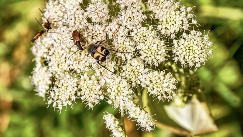 Детская площадка заросла ядовитым сорняком в Южно-Сахалинске