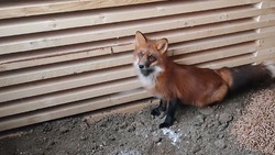 Фонд «Зеленый Сахалин» взял на воспитание дикого лиса из Владимирской области