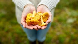 Съедобные грибы: какие на самом деле считаются самыми безопасными