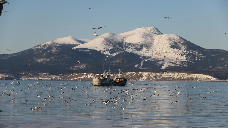 Новые таможенные правила могут ударить по добытчикам сайры на Сахалине