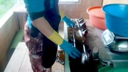 СахНИРО: ресурсы ламинарии и серого морского ежа на Сахалине стабильны