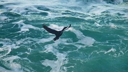 Заповедник «Курильский» пересчитал водоплавающих птиц