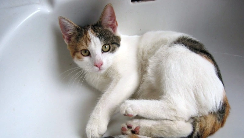 Холодную воду отключат на четырех улицах Южно-Сахалинска