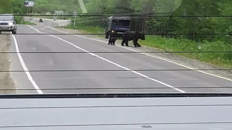 В День рыбака охинцам повстречались и медведи, и лисица