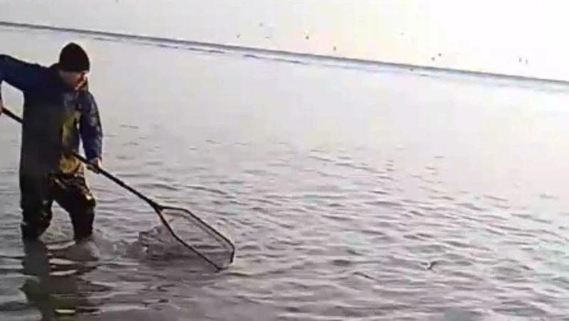 Селедка массово подошла к берегу в Холмском районе