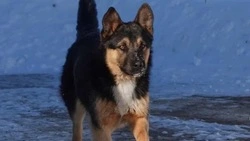 Сахалинский совхоз пристраивает троих собак с приданым в виде букета и мешка картошки