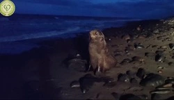 «На 12-й день ждал нас в море»: сахалинские волонтеры выходили больного морского котика