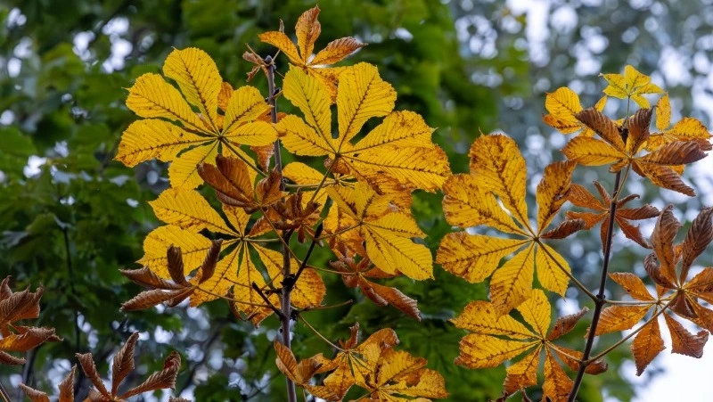 Температура опустится ниже нуля в Южно-Сахалинске 9 октября