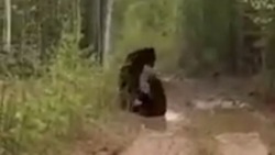 Медвежьи игры: косолапые выходят на дороги на Сахалине