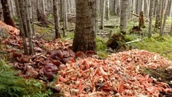 Вторую за неделю свалку крабовых отходов нашли в Томаринском районе