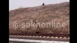 Жители Сахалина сообщили о встрече с четырьмя медведями в окрестностях села Взморье