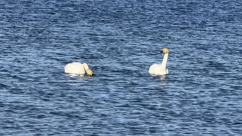 Весна близко: первые лебеди прилетели в Невельск