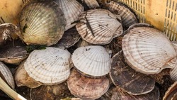 Две компании с Сахалина получили участки под морские фермы в заливе Анива