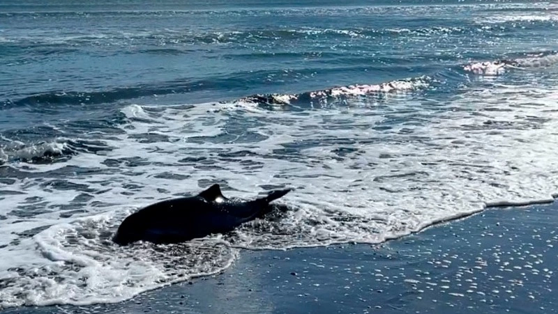 Ледовые ловушки Кунашира: как сахалинцы спасли морскую свинью и почему это важно