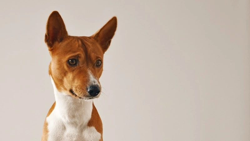 Россиян хотят обязать убирать за животными в многоквартирных домах