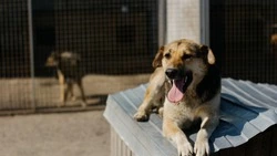 Лимаренко назвал варварством жестокую расправу над собакой в Поронайске