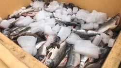 Свежую кету по 100 рублей за килограмм привезли в Южно-Сахалинск 21 сентября