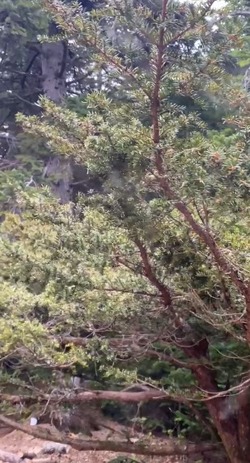 Видеофакт: дымящиеся деревья в дождь заметили на Сахалине