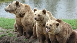 Семья медведей-циркачей вышла на дорогу в Охе. Видео